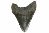 Serrated, Fossil Megalodon Tooth - South Carolina #173893-2